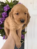 Sally, a female Golden Retriever for sale in Mount Airy, NC – Photo 3 of 9