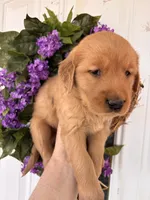 Sally, a female Golden Retriever for sale in Mount Airy, NC – Photo 1 of 9