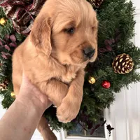 Sam, a male Golden Retriever for sale in Mount Airy, NC – Photo 2 of 8