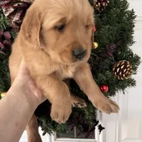 Sam, a male Golden Retriever for sale in Mount Airy, NC – Photo 6 of 8