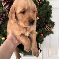 Sam, a male Golden Retriever for sale in Mount Airy, NC – Photo 7 of 8