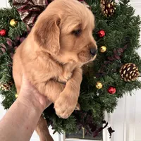 Sam, a male Golden Retriever for sale in Mount Airy, NC – Photo 4 of 8