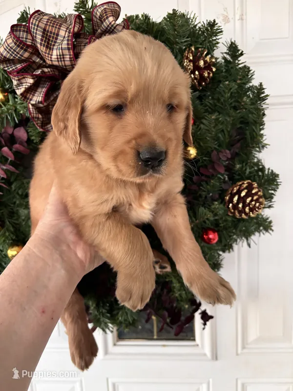 Sam – Golden Retriever puppy on hold in Mount Airy, NC