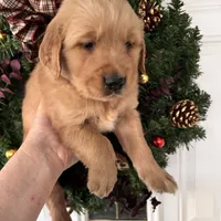 Sam, a male Golden Retriever for sale in Mount Airy, NC – Photo 1 of 8