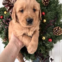 Sam, a male Golden Retriever for sale in Mount Airy, NC – Photo 5 of 8