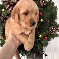 Sam, a male Golden Retriever for sale in Mount Airy, NC – Photo 3 of 8