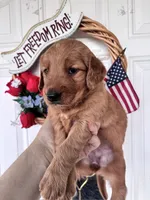 Rusty, a male Golden Retriever for sale in Mount Airy, NC – 5 of 10