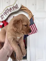 Oakley, a female Golden Retriever for sale in Mount Airy, NC – 5 of 10