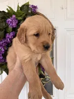 Edith, a female Golden Retriever for sale in Mount Airy, NC – Photo 8 of 10