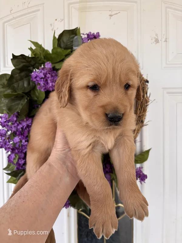 Edith – Golden Retriever puppy for sale in Mount Airy, NC