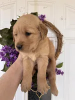 Edith, a female Golden Retriever for sale in Mount Airy, NC – Photo 6 of 10