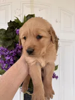 Edith, a female Golden Retriever for sale in Mount Airy, NC – Photo 4 of 10