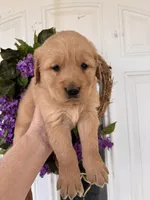 Edith, a female Golden Retriever for sale in Mount Airy, NC – Photo 7 of 10