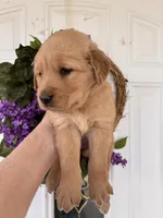 Edith, a female Golden Retriever for sale in Mount Airy, NC – Photo 5 of 10