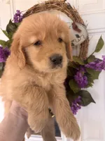 Copper, a male Golden Retriever for sale in Mount Airy, NC – 1 of 10