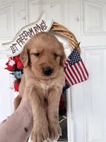Oakley, a female Golden Retriever for sale in Mount Airy, NC – 3 of 10