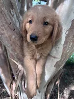 Bobby, a male Golden Retriever for sale in Mount Airy, NC – 5 of 9