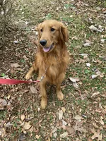 Clarence, a male Golden Retriever for sale in Mount Airy, NC – 10 of 10