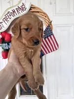 Rusty, a male Golden Retriever for sale in Mount Airy, NC – 3 of 10