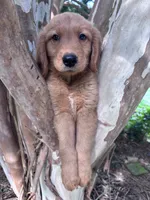 Ralphie, a male Golden Retriever for sale in Mount Airy, NC – 6 of 8