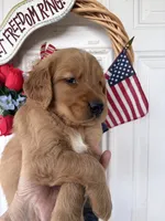 Shadow, a male Golden Retriever for sale in Mount Airy, NC – 4 of 10