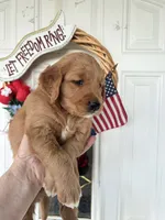 Callie, a female Golden Retriever for sale in Mount Airy, NC – 7 of 10