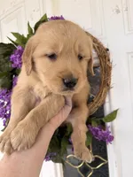 Bob, a male Golden Retriever for sale in Mount Airy, NC – Photo 6 of 9