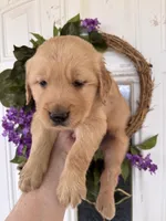 Bob, a male Golden Retriever for sale in Mount Airy, NC – Photo 2 of 9