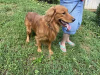 Bob, a male Golden Retriever for sale in Mount Airy, NC – Photo 8 of 9