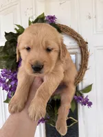Bob, a male Golden Retriever for sale in Mount Airy, NC – Photo 5 of 9