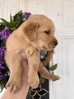 Bob, a male Golden Retriever for sale in Mount Airy, NC – Photo 7 of 9