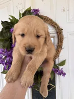 Bob, a male Golden Retriever for sale in Mount Airy, NC – Photo 4 of 9