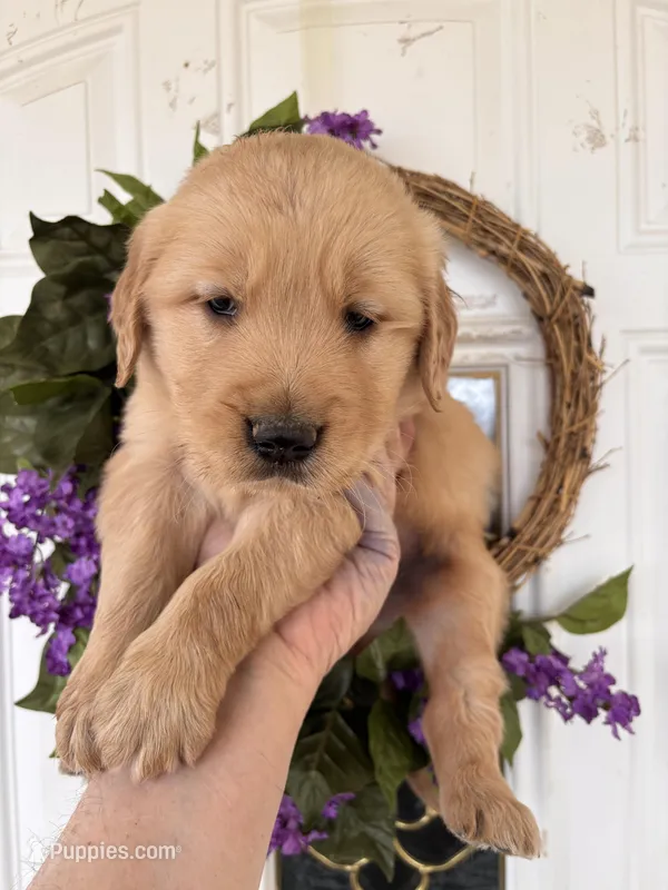 Bob, a male Golden Retriever for sale in Mount Airy, NC – Photo 1 of 9