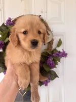 Buddy, a male Golden Retriever for sale in Mount Airy, NC – 6 of 10