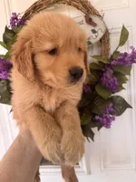 Rusty, a male Golden Retriever for sale in Mount Airy, NC – 4 of 8