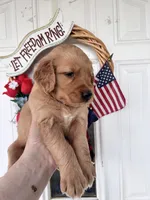 Oakley, a female Golden Retriever for sale in Mount Airy, NC – 8 of 10