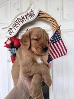 Shadow, a male Golden Retriever for sale in Mount Airy, NC – 5 of 10
