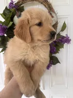 Charlie, a male Golden Retriever for sale in Mount Airy, NC – 8 of 10