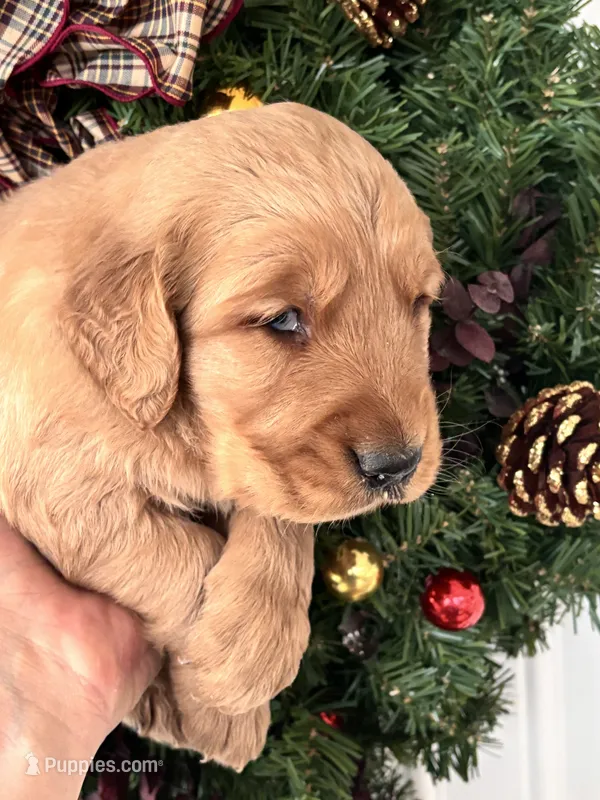 Murphy – Golden Retriever puppy on hold in Mount Airy, NC