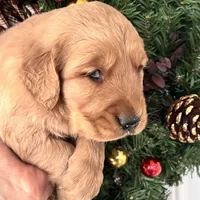 Murphy, a male Golden Retriever for sale in Mount Airy, NC – Photo 1 of 6