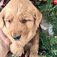 Murphy, a male Golden Retriever for sale in Mount Airy, NC – Photo 3 of 6