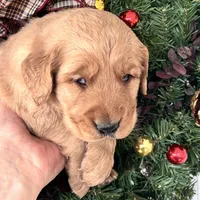 Murphy, a male Golden Retriever for sale in Mount Airy, NC – Photo 4 of 6