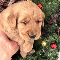 Murphy, a male Golden Retriever for sale in Mount Airy, NC – Photo 2 of 6