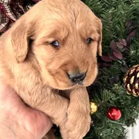 Murphy, a male Golden Retriever for sale in Mount Airy, NC – Photo 6 of 6