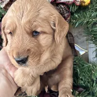 Murphy, a male Golden Retriever for sale in Mount Airy, NC – Photo 5 of 6