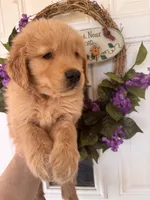 Rusty, a male Golden Retriever for sale in Mount Airy, NC – 5 of 8