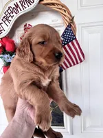 Daphine, a female Golden Retriever for sale in Mount Airy, NC – 4 of 10