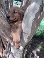 Clarence, a male Golden Retriever for sale in Mount Airy, NC – 4 of 10