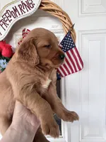Daphine, a female Golden Retriever for sale in Mount Airy, NC – 5 of 10
