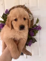 Charlie, a male Golden Retriever for sale in Mount Airy, NC – 4 of 10